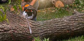 How Our Tree Care Process Works  in  Lewisburg, OH